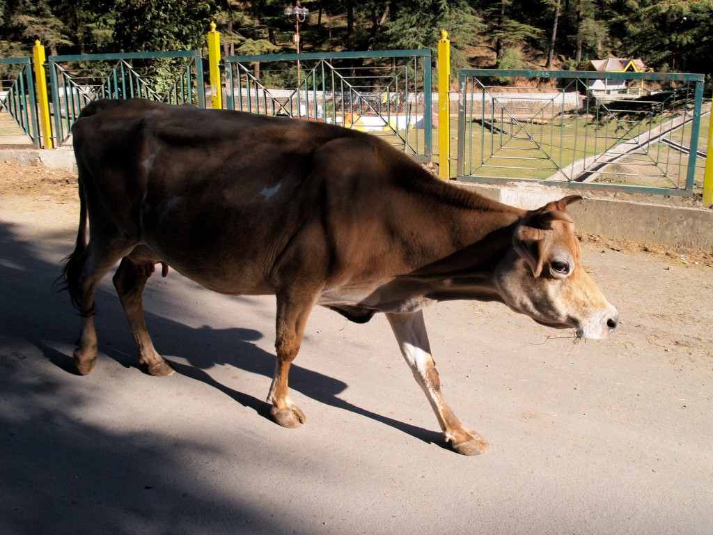 Cow at Dal Lake McLeod-Ganj-06-Nov-11-272.jpg