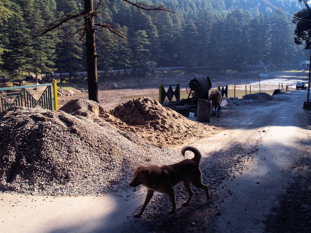 Dog at Dal Lake McLeod-Ganj-06-Nov-11-273.jpg