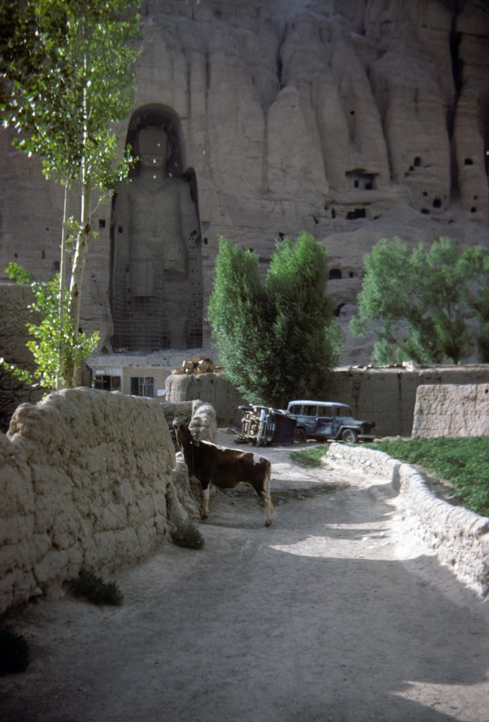 0127 Bamiyan - cow
